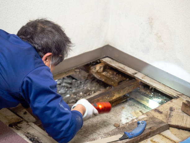 Best Kitchen Mold Remediation in Web, AL