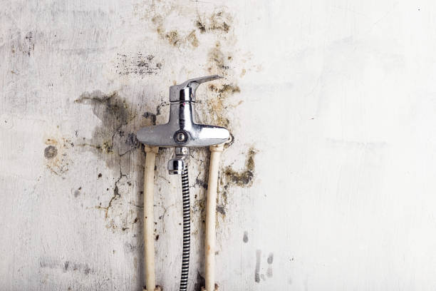 Best Industrial Mold Remediation in Web, AL