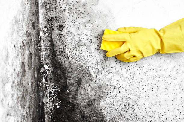 Best Mold Testing and Inspection Services in Web, AL