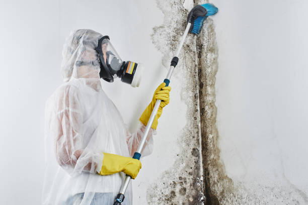 Best Black Mold Remediation in Web, AL