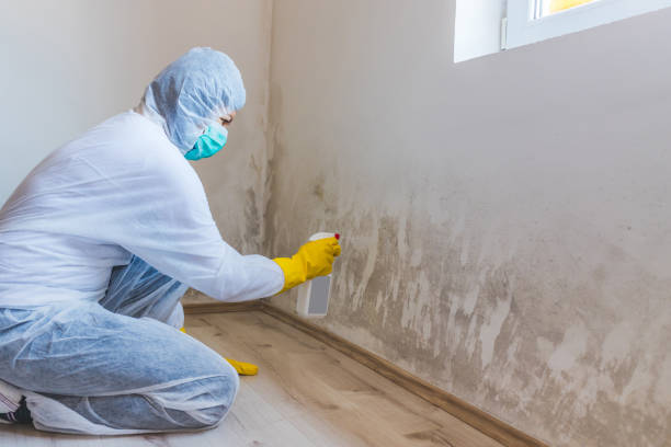 Best Post-Flood Mold Remediation in Web, AL