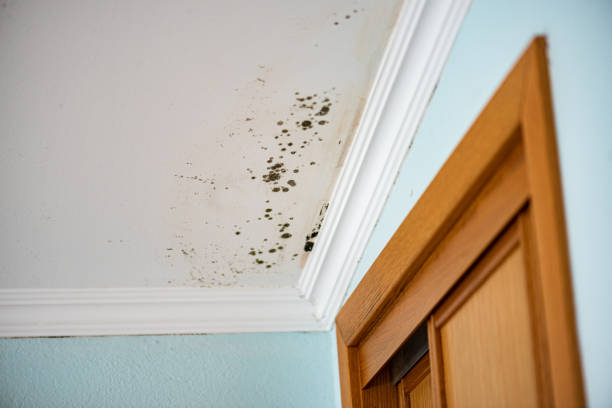 Best Bathroom Mold Remediation in Web, AL