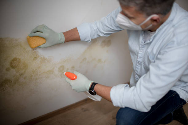 Best Health and Safety Mold Remediation in Web, AL
