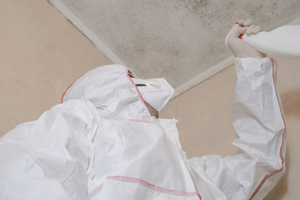 Best Mold Remediation for Schools in Web, AL