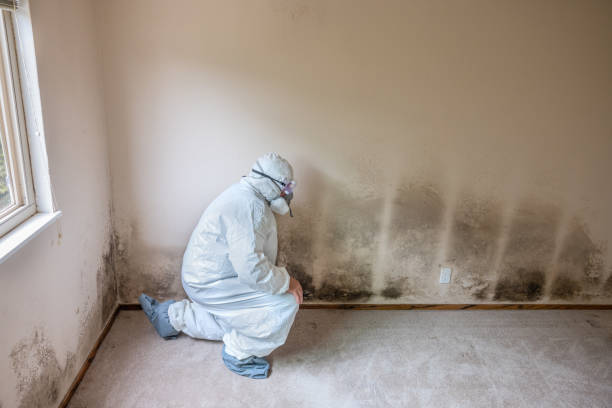 Best Emergency Mold Remediation in Web, AL