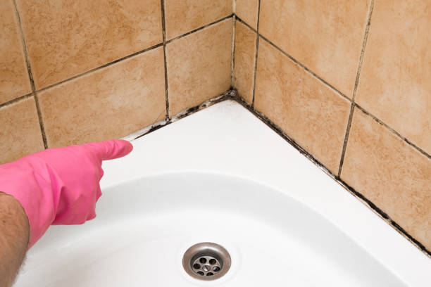 Best Post-Flood Mold Remediation in Web, AL
