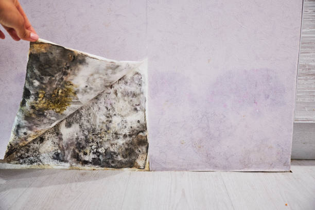 Trusted Web, AL Mold Remediation Experts